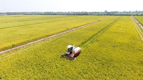 国产无人农场视频网站,国产无人农场技术革新之旅