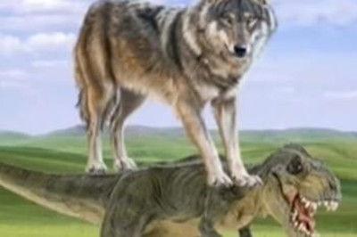 国产高清狼色在线视频,揭秘网络色情内容的隐秘世界