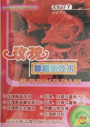 国产玫瑰花种植视频播放,视频带你领略田园风情与种植技巧