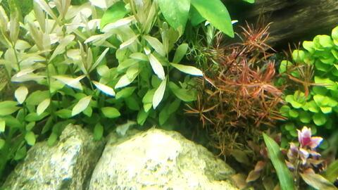 国产金龙鱼视频大全,视频大全里的美味探索之旅