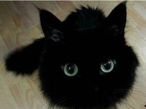 国产猫片大全视频,萌宠集结，治愈系视频盛宴