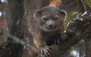 国产浣熊有细菌吗图片视频,揭秘萌物背后的健康秘密