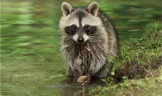 国产浣熊有细菌吗图片视频,揭秘萌物背后的健康秘密