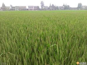 中国产粮大户视频