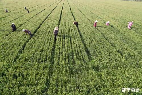 中国产粮大户视频