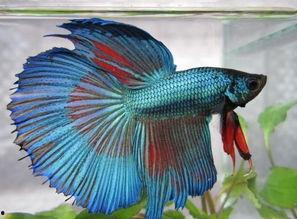 国产斗鱼可以小缸养吗视频,轻松实现斗鱼小缸养殖  第1张