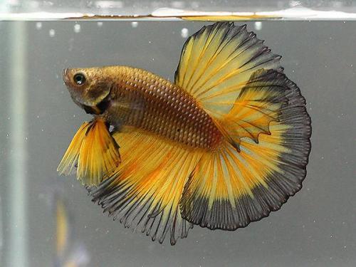 国产斗鱼可以小缸养吗视频,轻松实现斗鱼小缸养殖  第2张