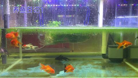 国产斗鱼可以小缸养吗视频,轻松实现斗鱼小缸养殖  第3张