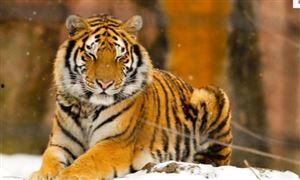 国产虎视频,探索中国原创短视频的魅力