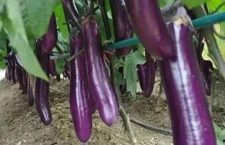 香蕉茄子视频国产在线,香蕉茄子视频，带你领略独特视听盛宴